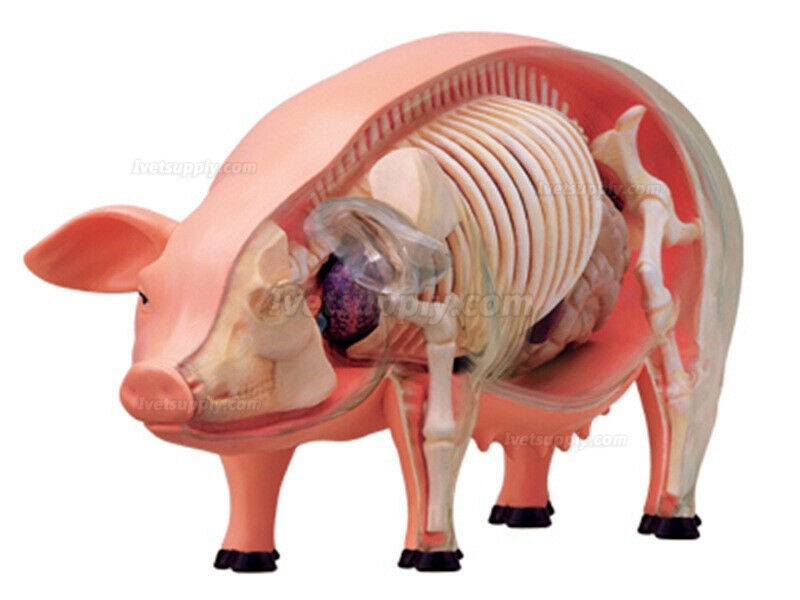 Pig Anatomy Science And Education Assembled Model Teaching Model